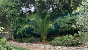 Property grounds - Charming villa, well-equipped, sleeps 4, 3 bedrooms, very quiet. (Villeneuve Les Avignon)