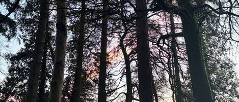 Área boscosa con árboles altos y un letrero que indica prohibido arrojar basura.