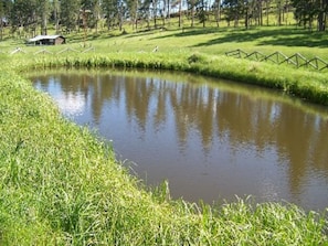 Escape to a serene natural oasis surrounded by lush greenery and a tranquil pond.
