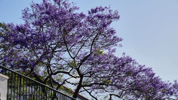 Un árbol con flores púrpuras, una baranda de metal y un edificio al fondo.