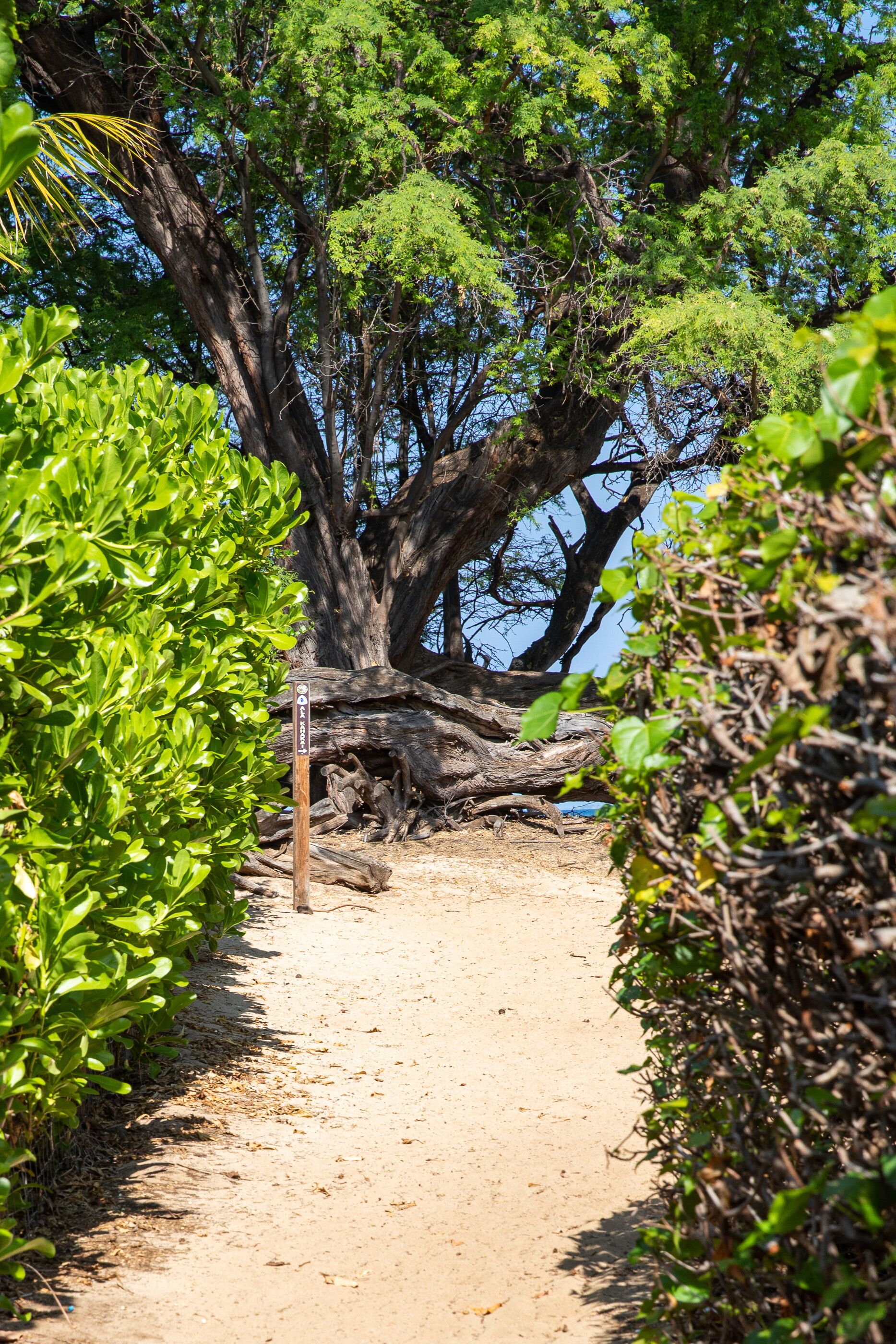 A dirt path leading to a large tree with a signpost.