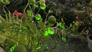 A garden with various plants and a view of the sea at sunset.