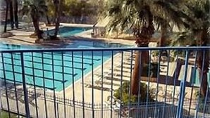 Piscina rodeada por palmeiras e uma cerca.