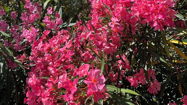 En bygning i sten med balkon og skodder, omgivet af blomstrende pink planter.