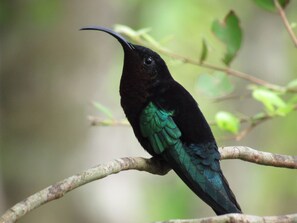 A bird perched on a branch.