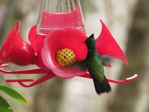 A hummingbird feeder with a red flower-shaped design and a yellow feeder base.