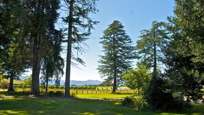 A grassy field with tall trees and a fence. - Historic Hawkesbury Homestead Estate, Swimming Pool, Tennis court, Wine Country. (Blenheim)