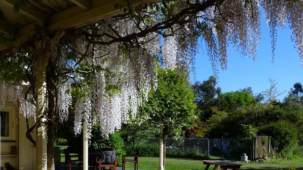 A covered patio area with a wooden barrel, outdoor furniture, and a tree with hanging white flowers. - Historic Hawkesbury Homestead Estate, Swimming Pool, Tennis court, Wine Country. (Blenheim)