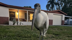 Un ocell gran damunt l'herba davant d'una casa amb garatge.