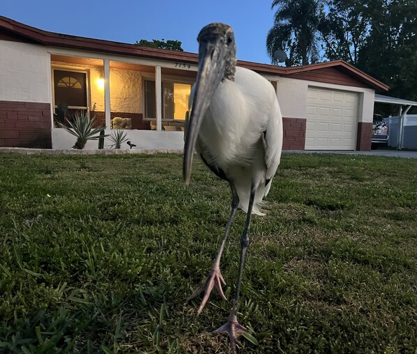 A large bird standing on grass in front of a house with a garage.