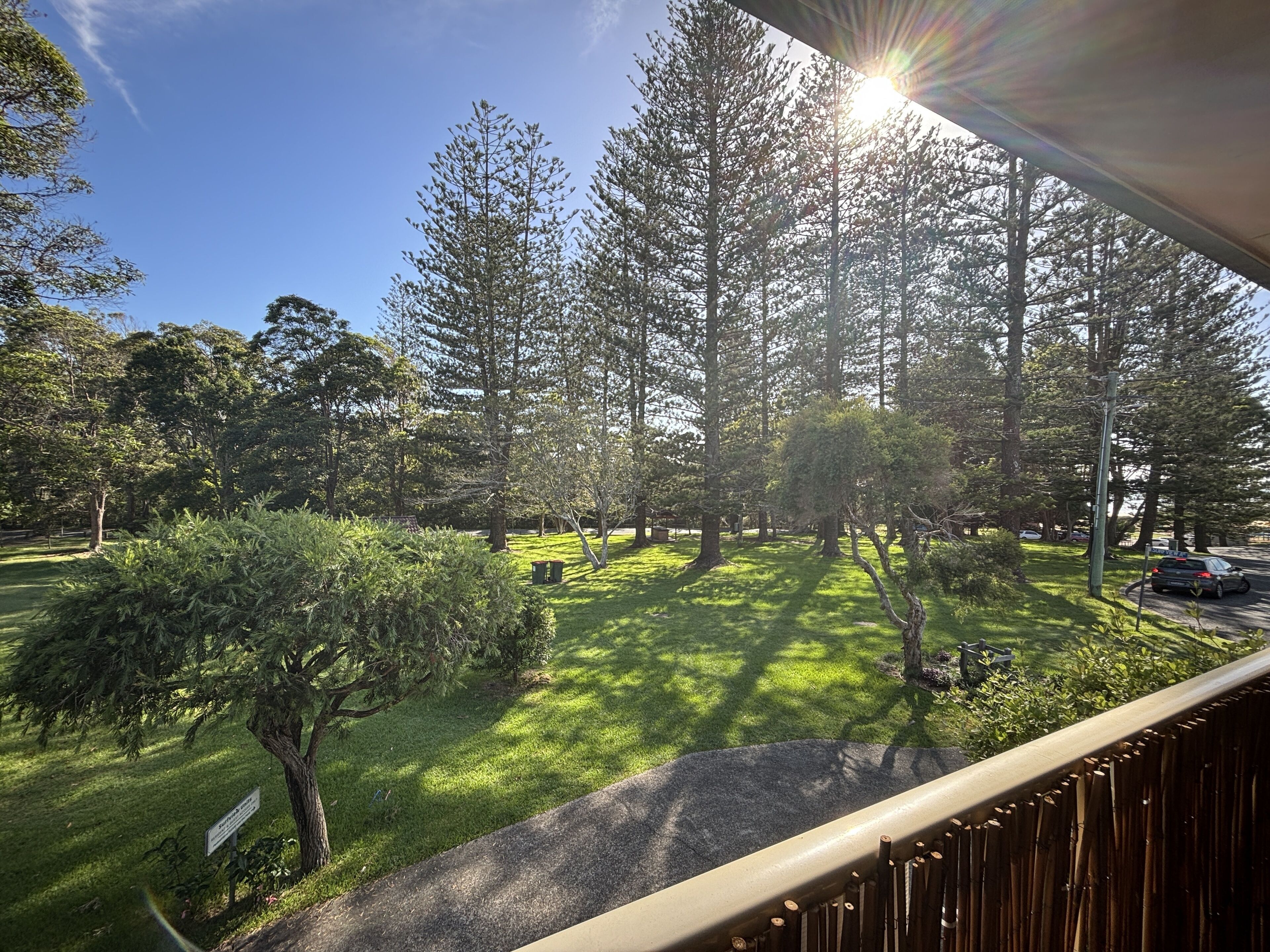 A view of a park with tall trees and a clear sky.