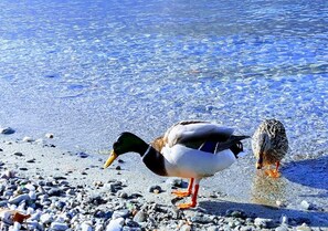 Lettini da mare