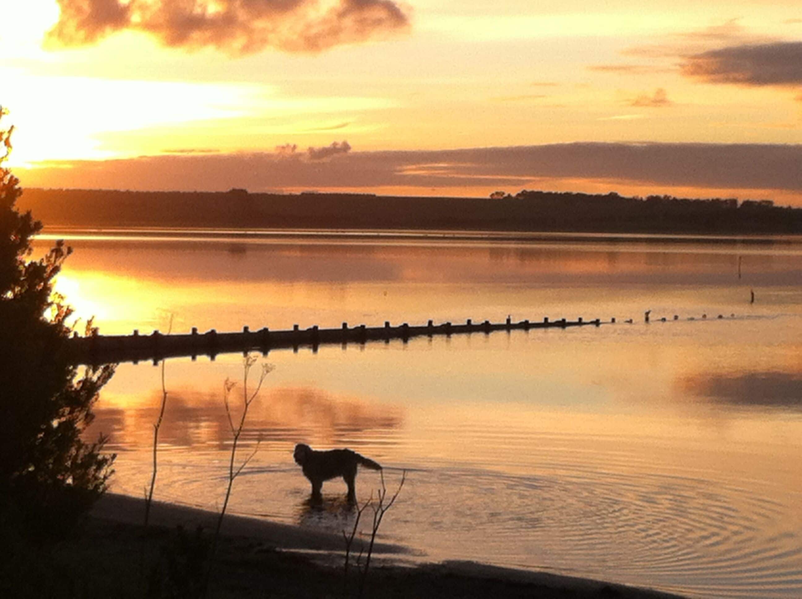 A calm lake at sunset with a dog standing in the water, surrounded by trees and a dock.