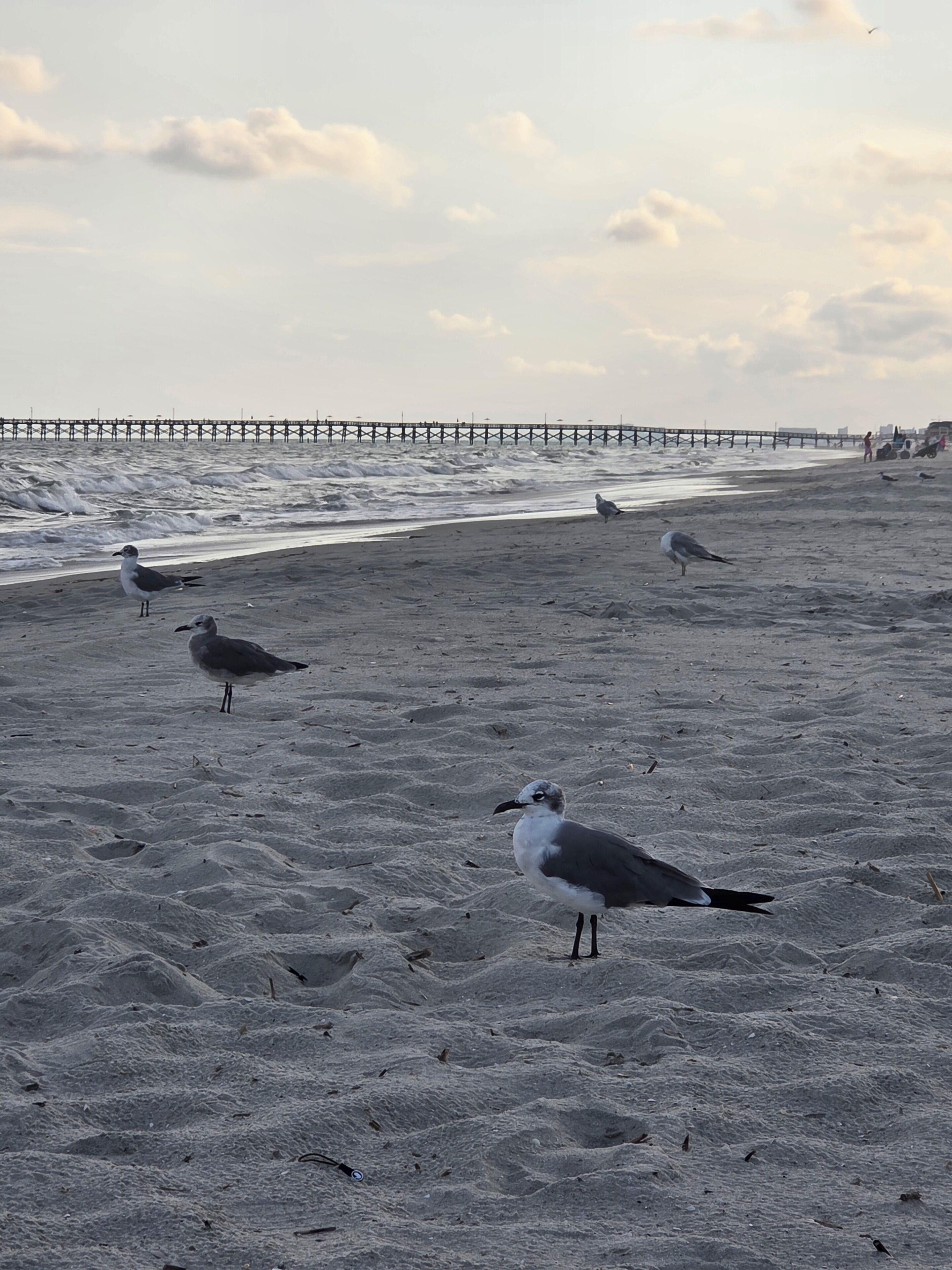 A beach with seagulls, a pier in the background, and a sandy shore.