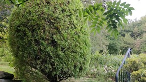 A stone staircase with a metal railing leading up to a garden area with dense foliage and a large bush.