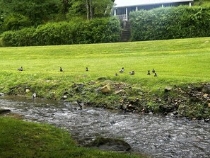 Relax by the creek or put your feet in the cool mountain water