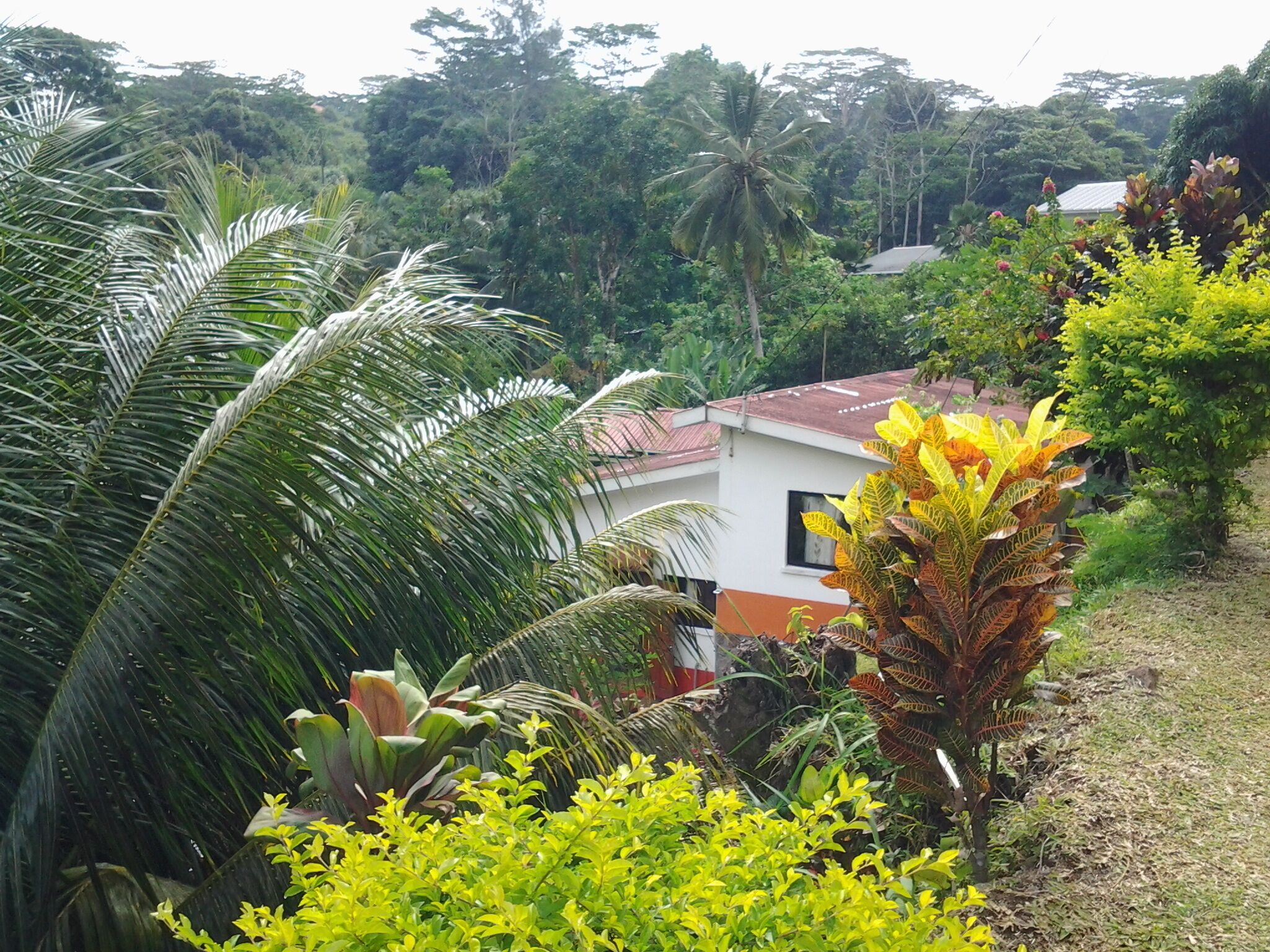 Une maison entourée d’une végétation luxuriante, notamment de palmiers et de diverses plantes.