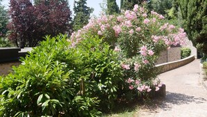 Ein gepflasterter Weg, gesäumt von üppiger Vegetation und hohen Bäumen, der zu einer Steinmauer führt.
