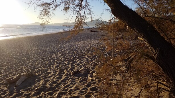 Uma praia com céu claro, areal arenoso e uma árvore em primeiro plano.