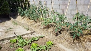 Um jardim com canteiros elevados e cerca de madeira.