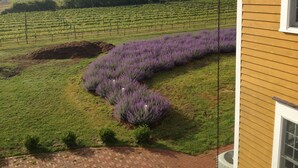 A vineyard with rows of grapevines and a house with yellow siding.