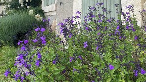 A rustic stone building with green shutters and a garden with purple flowers. - Traditional French farmhouse for 10 guests, private pool, stunning country views (Montboyer)