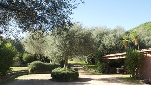 Una strada sterrata conduce a un edificio con tetto in tegole, immerso tra ulivi e una palma.
