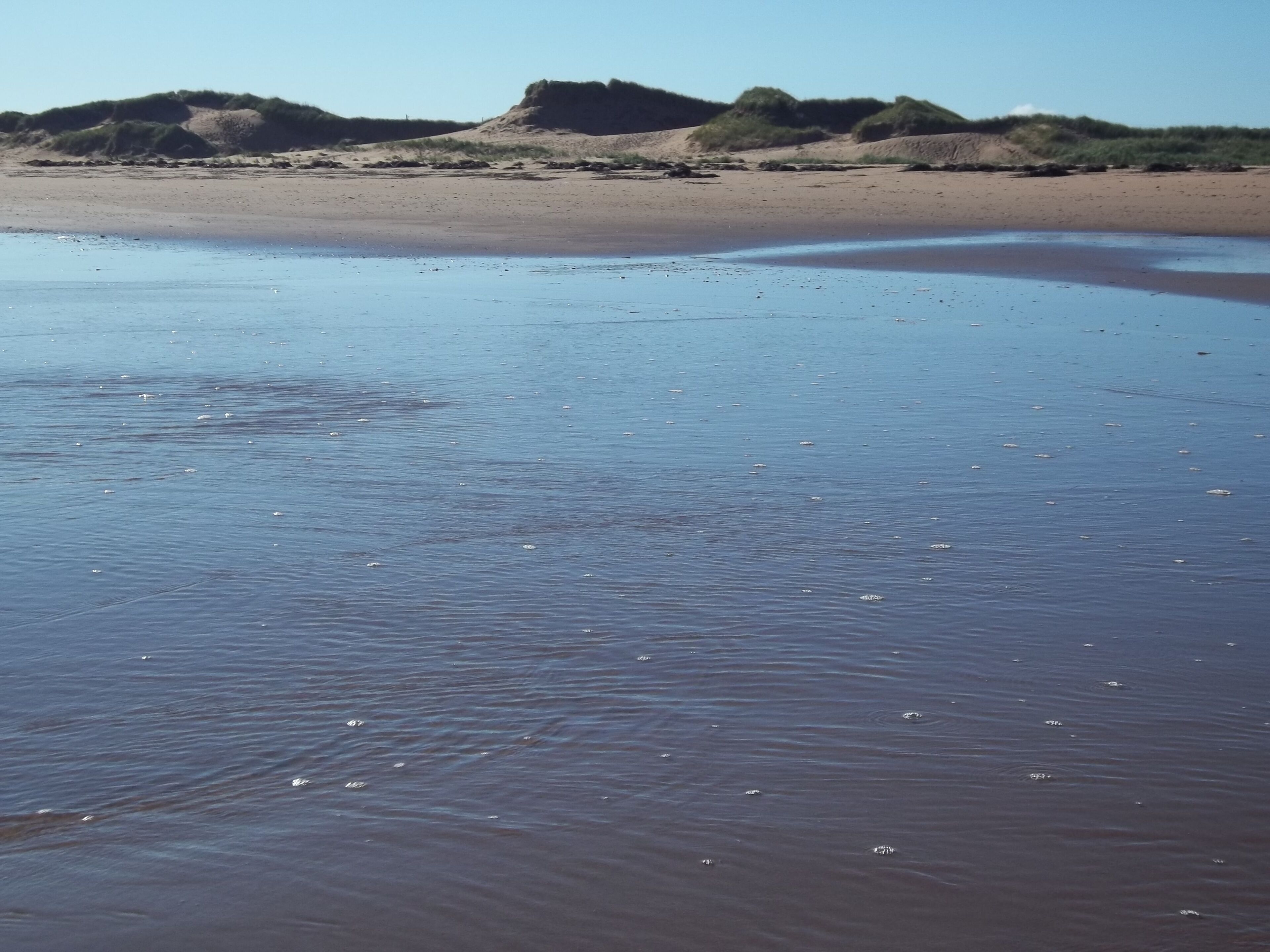 Plage à proximité, chaises longues, serviettes de plage