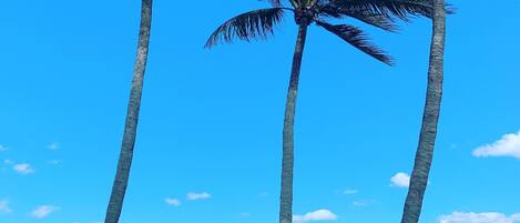 Chaises longues, serviettes de plage