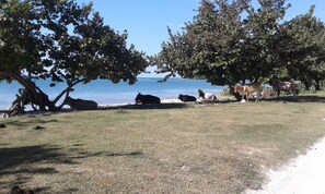 Beach - Salmon Point Cabins and Campground (Negril)