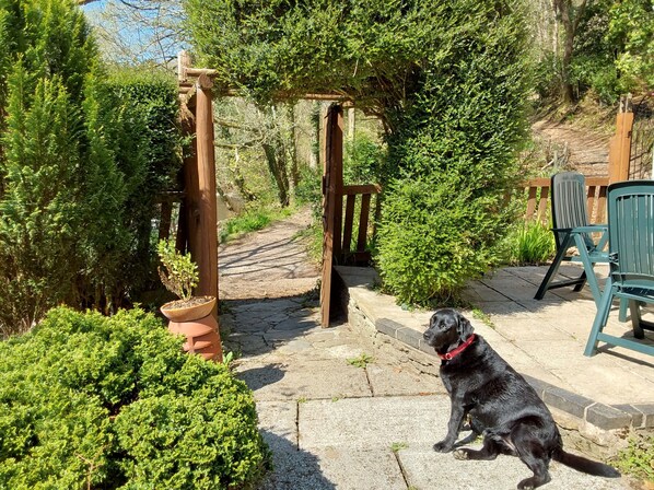 Un chien noir est assis sur une terrasse en pierre, avec une pergola en bois et une végétation luxuriante en arrière-plan.
