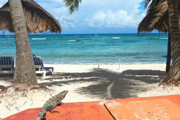 A beach with a thatched-roof structure, a chair, and a lizard on a red surface. - Beautiful studio in Akumal, Half Moon Bay (Akumal, Riviera Maya)