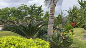 A well-maintained garden with various plants, including a palm tree, a fern, and flowering plants. - "VILLA ARGENTI" - VILLA WITH POOL BETWEEN SEA AND COUNTRYSIDE IN SALENTO (Melendugno (LECCE))
