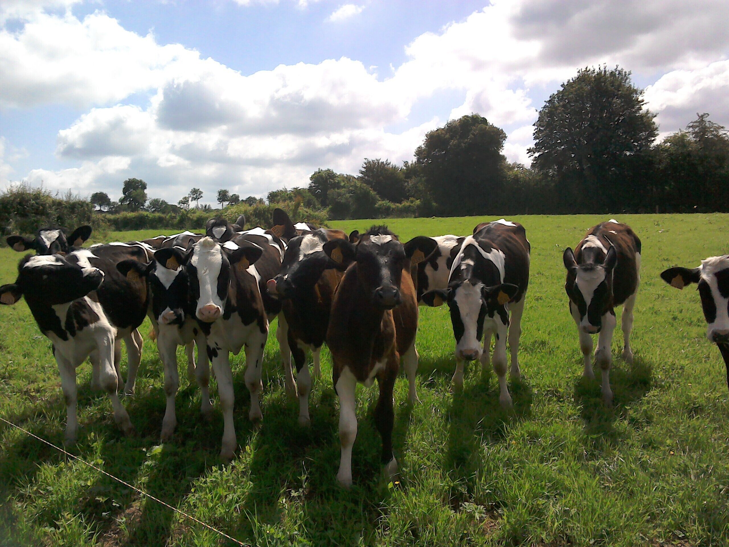 A group of cows in a grassy field with trees in the background.