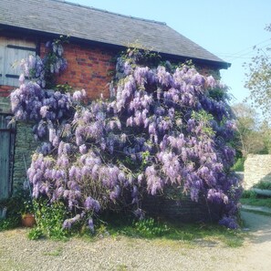 A building with a brick facade and a large flowering tree in front.
