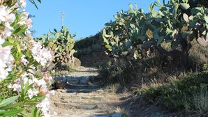 Un sentier de pierres qui monte une pente, bordé de cactus et de plantes à fleurs.