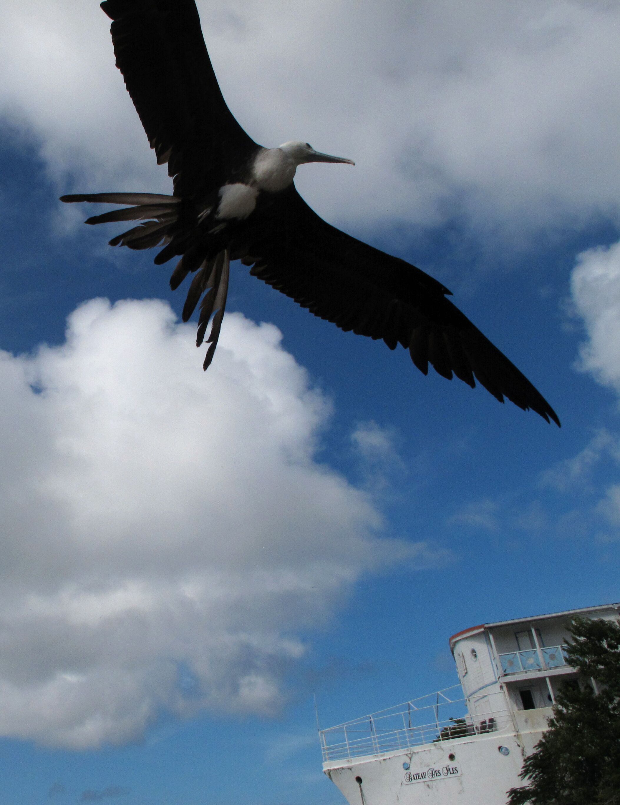 A bird in flight against a partly cloudy sky.
