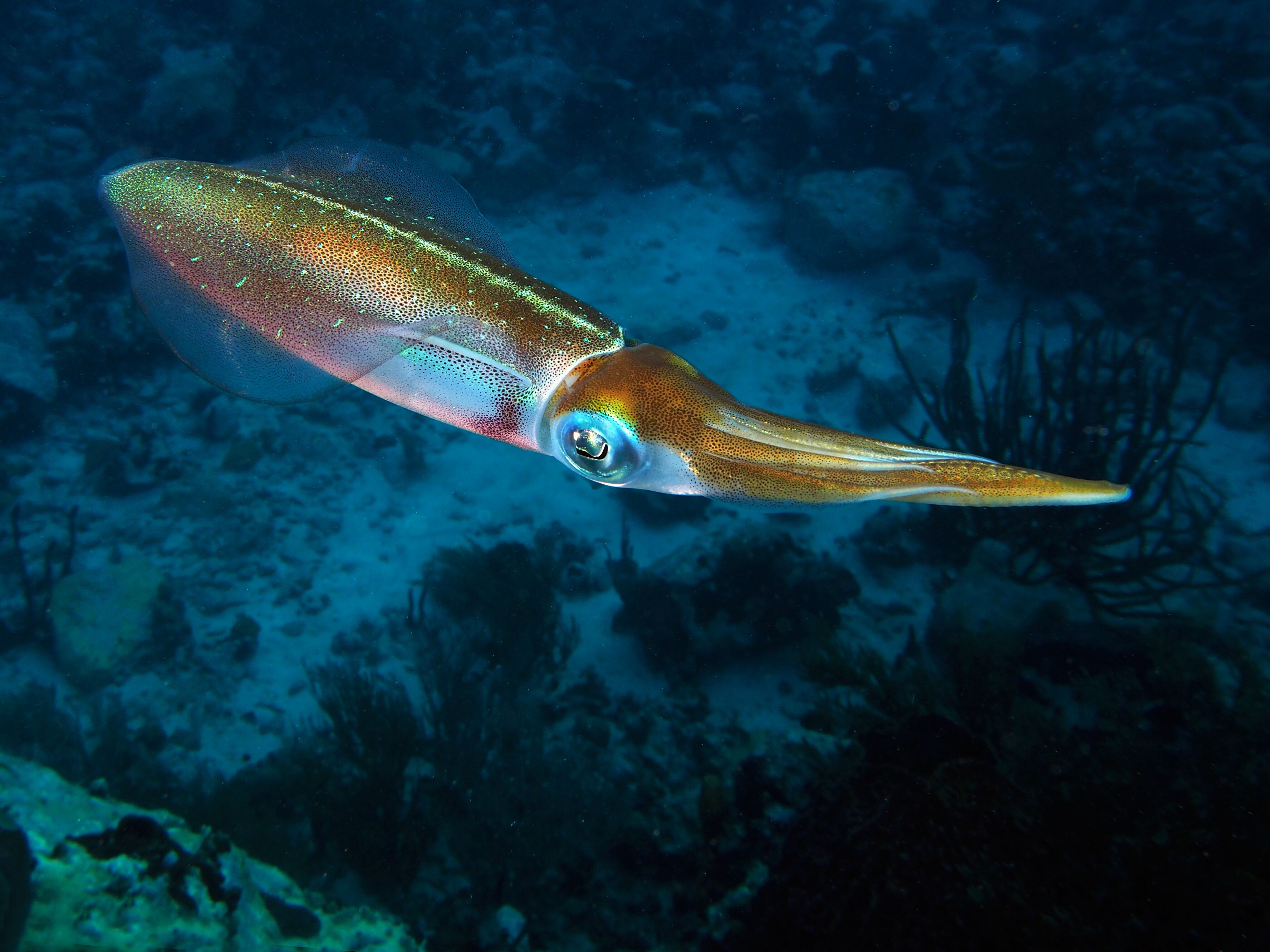 A large, elongated fish swimming underwater.