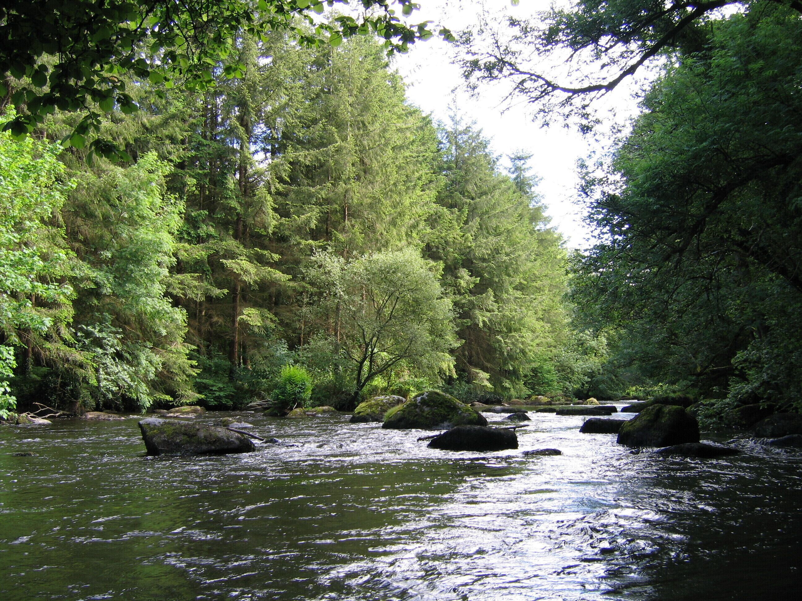 Ein Fluss, der durch einen dichten Wald mit Steinen und Bäumen fließt.