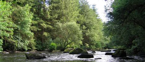 Ein Fluss, der durch einen dichten Wald mit Steinen und Bäumen fließt.