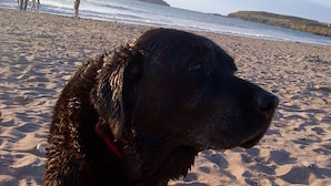 Een hond op een zanderig strand, met een vuurtoren op de achtergrond.
