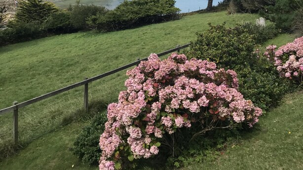 A coastal landscape with a prominent tree, a grassy area with pink flowers, and a distant view of the sea. - Detached Cottage Overlooking The Sea (Lee)