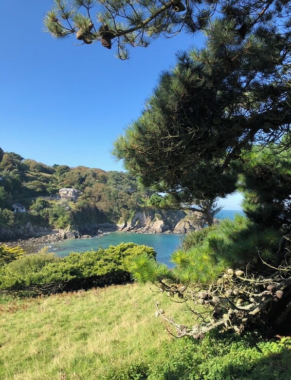A coastal landscape with a clear view of the sea, a prominent pine tree, and a distant building. - Detached Cottage Overlooking The Sea (Lee)