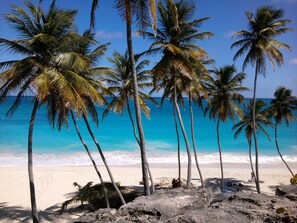 A beach with palm trees and a clear view of the ocean.