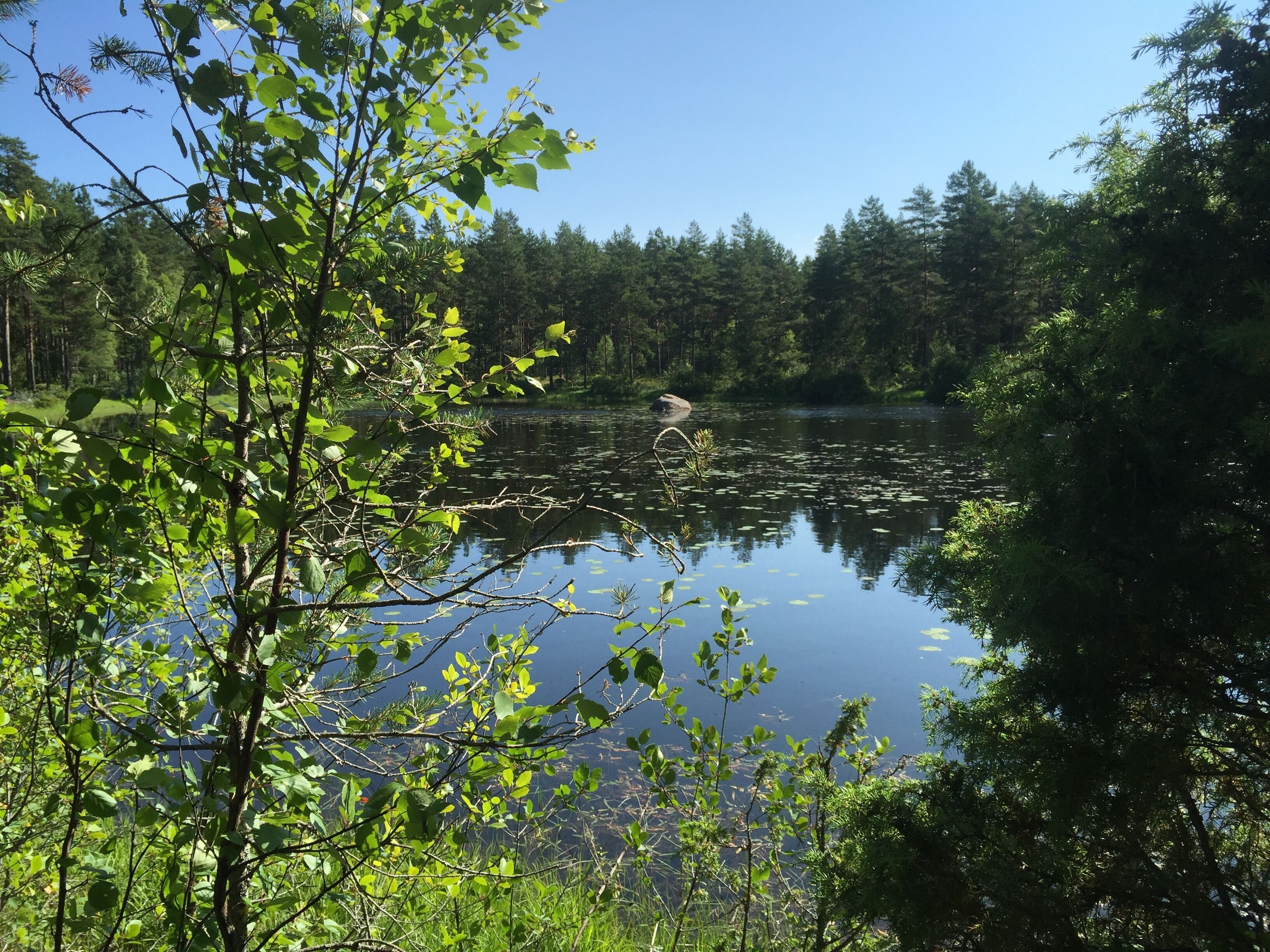 A serene lake surrounded by dense forest.