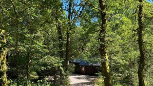 A forested path leading to a rustic cabin with a metal roof. - KINGLAS CABIN is in a lovely, peaceful location deep in the forest, with hot tub (Dalavich)