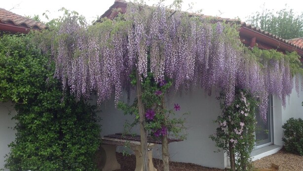 A garden with a pergola covered in purple wisteria vines, a stone bench, and a small tree with pink flowers. - Studio beautiful view of the Pyrenees  (Souraïde)
