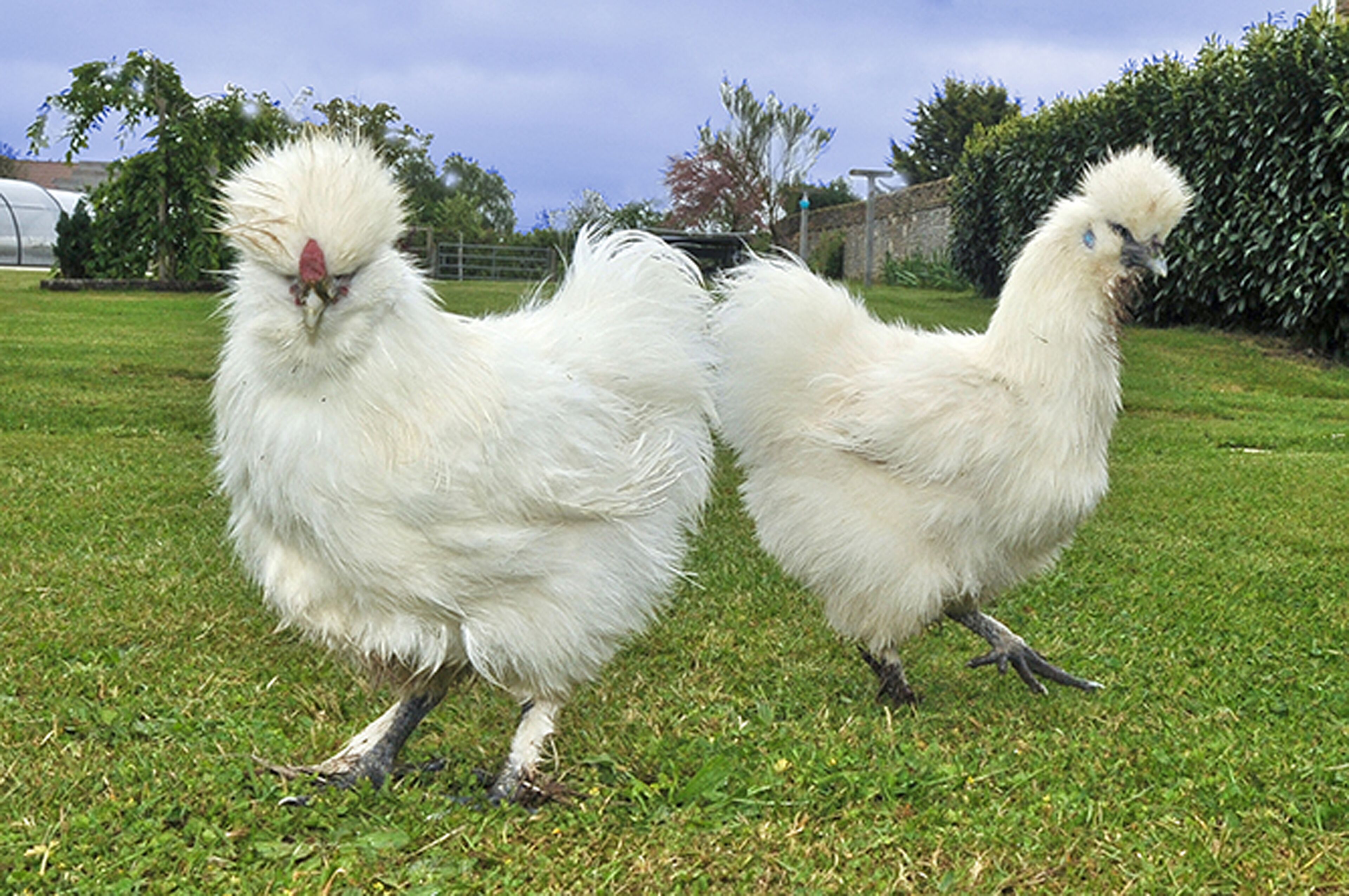 Dos gallinas blancas en un espacio abierto con césped.