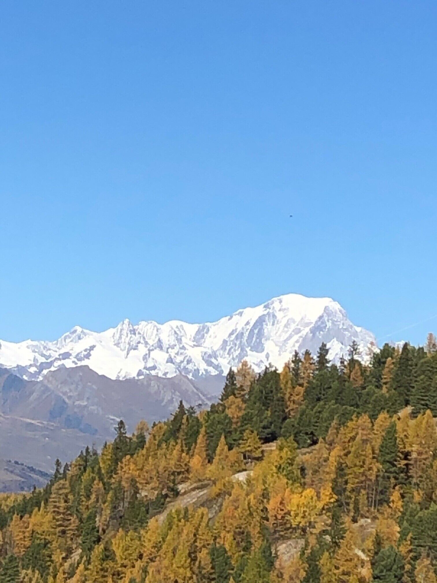 Paisaje montañoso con picos nevados y un primer plano boscoso.