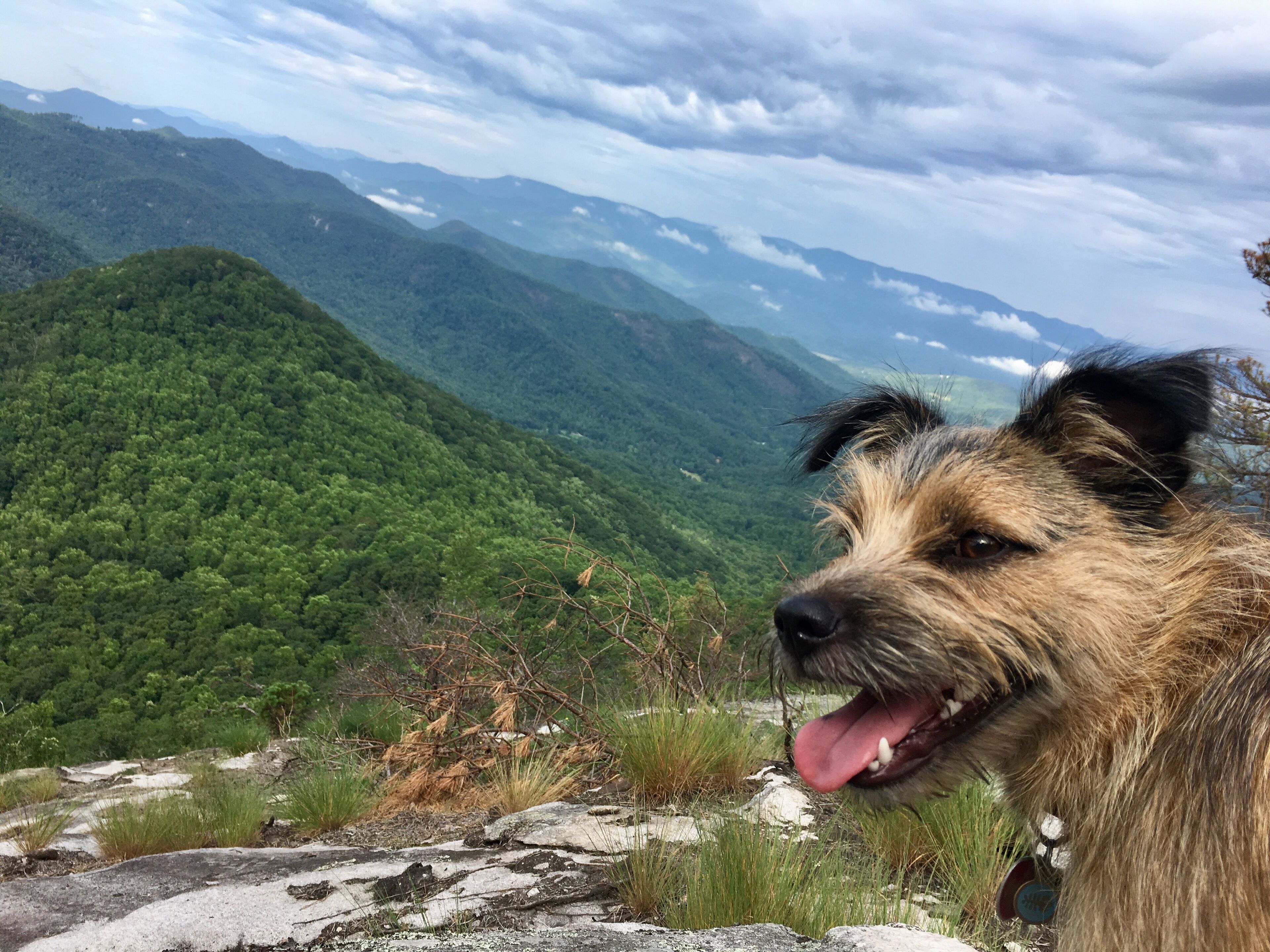 A dog on a rocky outcrop with a mountainous landscape in the background.